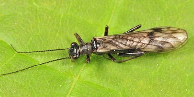 Podmosta macdunnoughi (female)