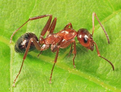Formica incerta