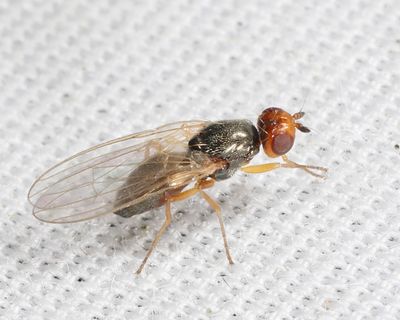 Chrysanthemum Stool Miner - Psila nigricornis