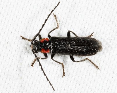 Cantharis tuberculata