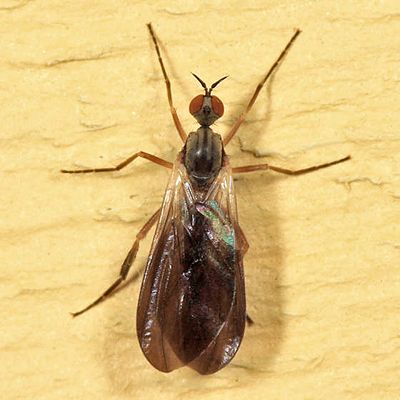 Rhamphomyia sp. (subgenus Pararhamphomyia)