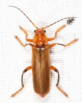 Cantharis livida