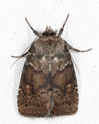 10578 - Small Brown Quaker - Pseudorthodes vecors