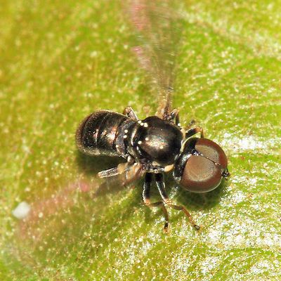 Tomosvaryella sp.