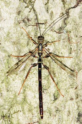 Giant Ichneumon - Megarhyssa macrurus