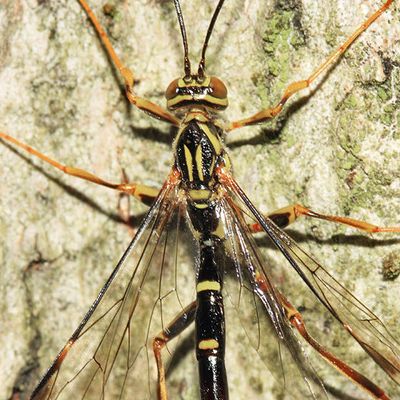 Giant Ichneumon - Megarhyssa macrurus