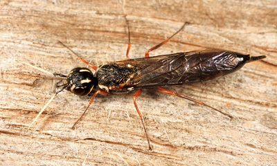 Xiphydria maculata