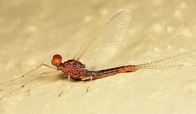 Eurylophella aestiva