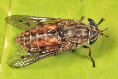 Hybomitra lasiophthalma