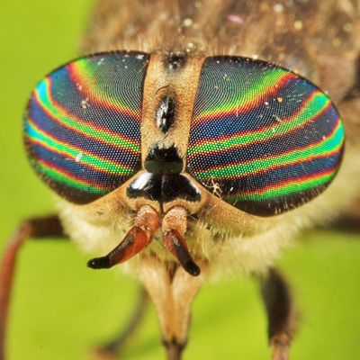 Hybomitra lasiophthalma