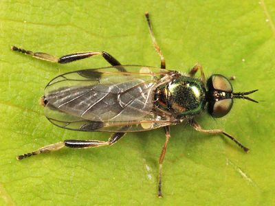 Actina viridis