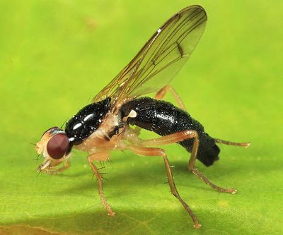 Cordilura pleuritica