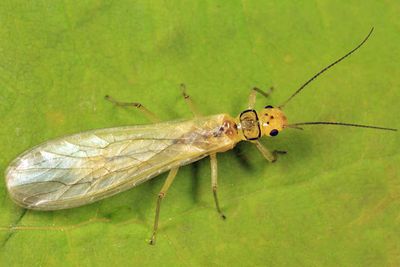 Sweltsa lateralis