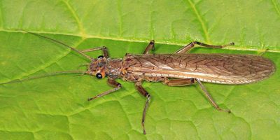 Acroneuria carolinensis
