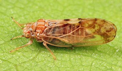 Aphalara sp.