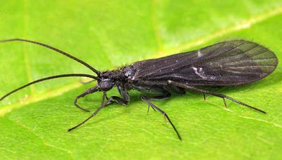 Chimarra obscura