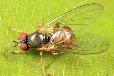 Sphegina sp.
