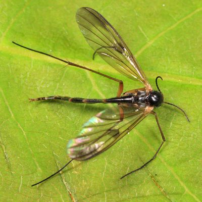 Aglaomyia gatineau