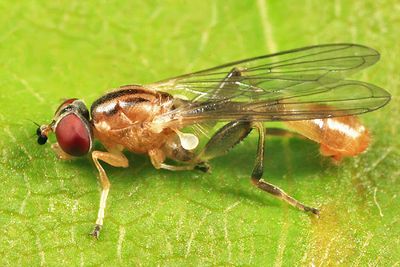 Sphegina sp. (male)