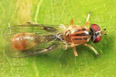 Sphegina sp. (male)