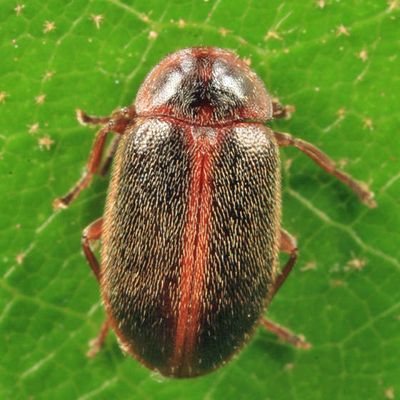 Sarabandus robustus