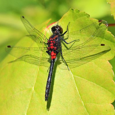 Crimson-ringed Whiteface - Leucorrhinia glacialis