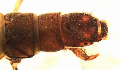 Hydropsyche betteni