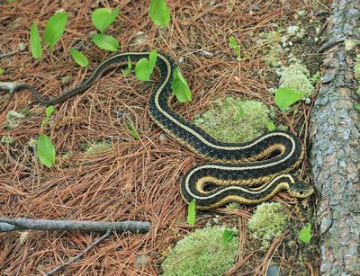 Garter Snake - Thamnophis sirtalis