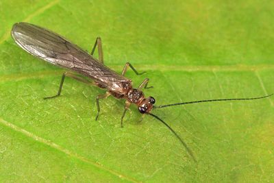 Ostrocerca albidipennis