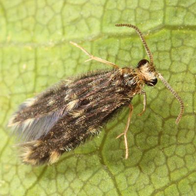 Hydroptila callia