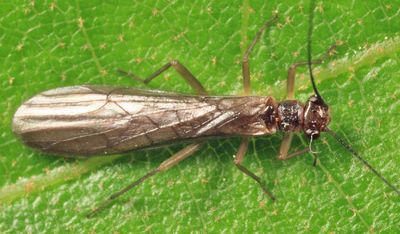 Ostrocerca prolongata