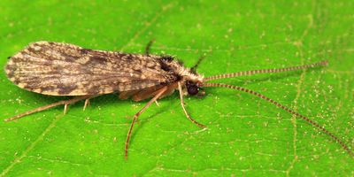 Tube Maker Caddisflies - Polycentropodidae