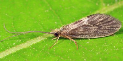 Bizarre Caddisflies - Lepidostomatidae