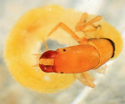 Dolophilodes distinctus