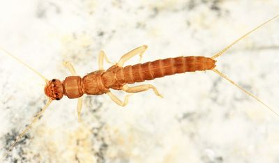 Leuctra tenella