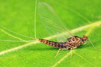 Serratella serrata