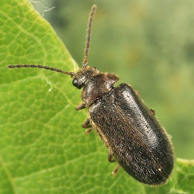 Hemicyphon ruficollis