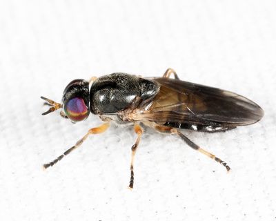Allognosta fuscitarsis (female)