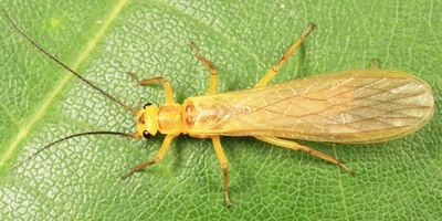 Isoperla holochlora