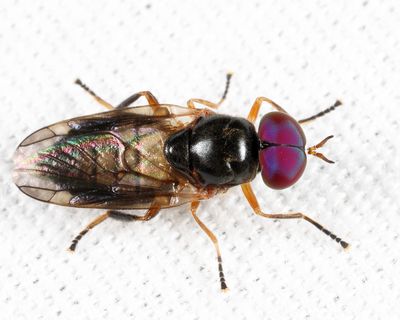 Allognosta fuscitarsis