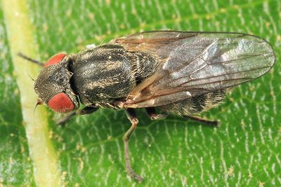 Lipara lucens (Large Cigar Gall Fly)
