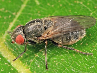 Lipara lucens (Large Cigar Gall Fly)