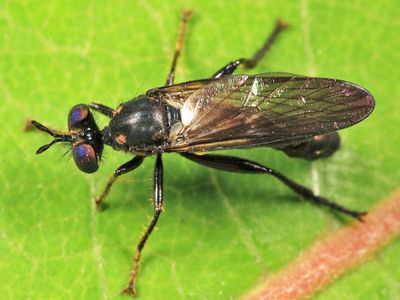 Eudioctria albius (male)