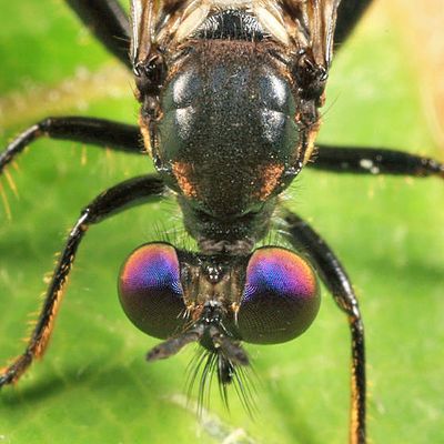 Eudioctria albius (male)