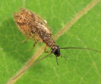Psectra diptera