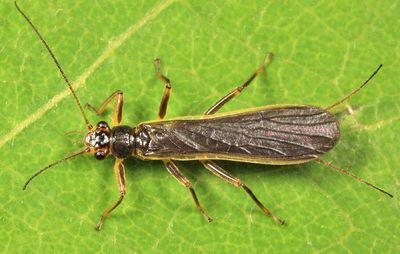 Perlesta nitida (male)