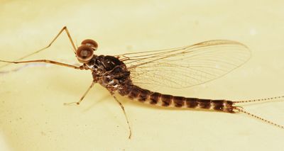 Siphlonurus securifer