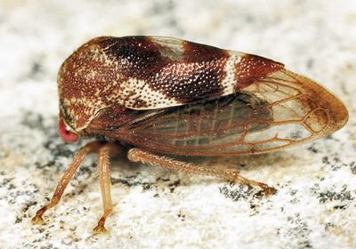 Cyrtolobus vau