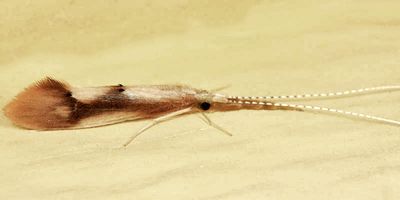 Triaenodes marginatus
