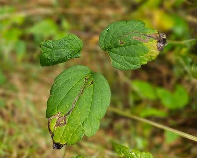 Phytomyza loewii